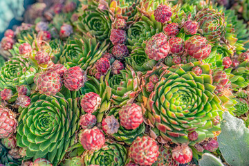 Succulent rock plant rock rose rejuvenated