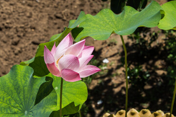 pink lotus flower with leaves against brown wall