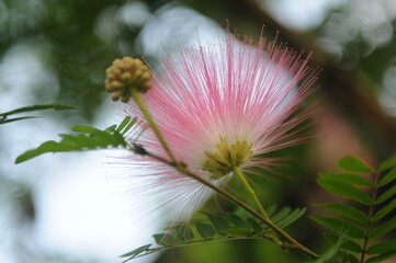 Pink Thai flower Mimosa pudica