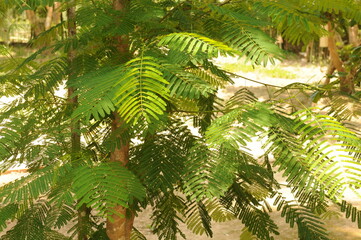 Green leaves of Thai tree Caesalpinia