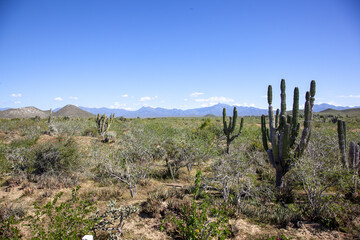 cool desert, landscape cactus, mexico california, death road