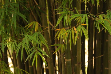 bamboo leaves in sun light