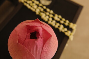 Pink lotus bud with jasmin necklace for ceremony