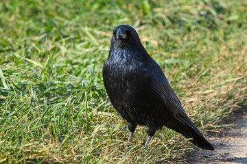 crow sitting on grass and lokking