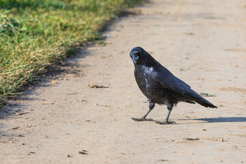curious looking raven in detail