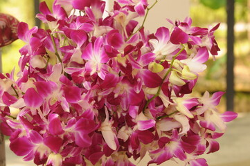 bouquet of  pink Thai orchids