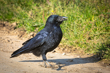 crow walking with food in its beak