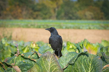 crow sitting on a cabagge plant