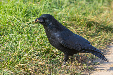 raven with food in his beak