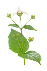 Micro close-up of white orange small night blooming flower Parijat or Harshringar (Nyctanthes arbor-tristis) isolated over white background