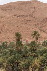Fototapeta na wymiar Palmenoase mit Moschee und Berg in Marokko