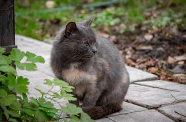 Homeless village cat in the garden