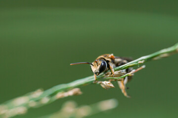 A swarm of Apis Trigona bees perch on a dry stem to rest