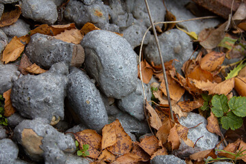 Grey rocks among autumn leaves