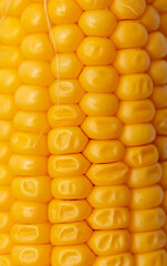 Yellow corn as a background.