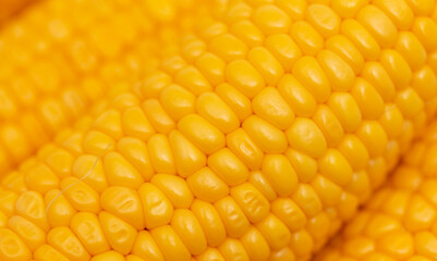 Yellow corn as a background.
