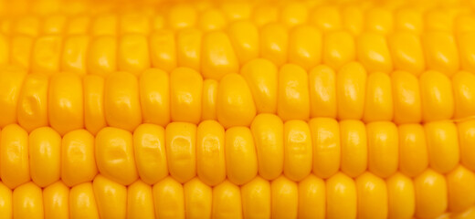 Yellow corn as a background.