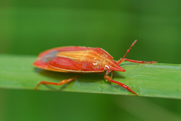 This animal red grasshopper is a very dangerous pest on rice plants, in Indonesia it is called 