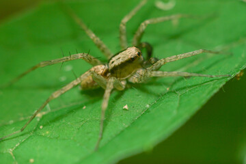 macro closeup, Spiders are eating bees, these spiders are known to eat small insects such as grasshoppers, flies, bees and other small spiders.