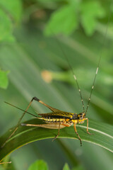 grasshopper on leaves. yellow green grasshopper on a leaf in the morning.
forest grasshopper on the grass.