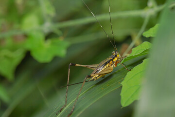 grasshopper on leaves. yellow green grasshopper on a leaf in the morning.
forest grasshopper on the grass.