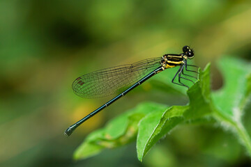 the dragonfly in the forest is taken at close range