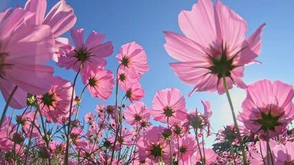Pink cosmos flowers swaying in wind, in fall  close-up
