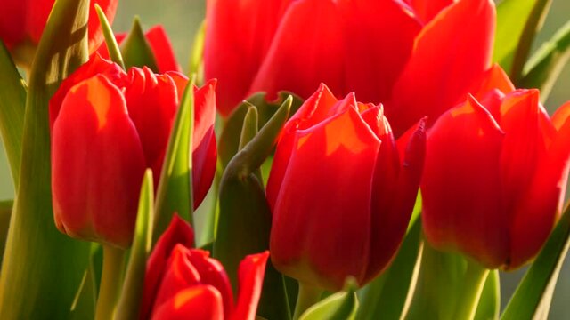 Beautiful bouquet of red spring tulips on the windowsill on a sunny day