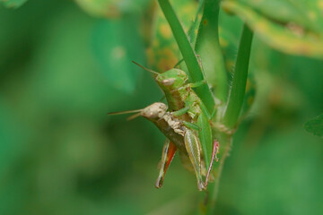 macrophotography of copulation of two red beetles in Poland on the green background.
Red cotton bugs are called cotton pest because their feeding activities leave an indelible yellow-brownish stain on