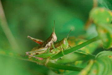 macrophotography of copulation of two red beetles in Poland on the green background.
Red cotton bugs are called cotton pest because their feeding activities leave an indelible yellow-brownish stain on