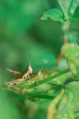 grasshopper on leaves. yellow green grasshopper on a leaf in the morning.
forest grasshopper on the grass.
