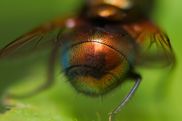 the green fly is taken from the buttocks.
green fly back