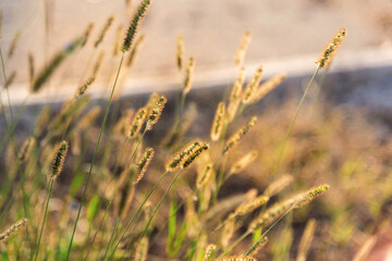 Fototapeta premium Details of a wheat field on a sın light, close up, macro photography