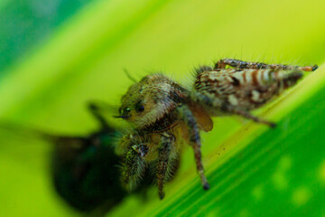 a spider is eating its prey that is a fly