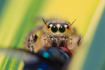 a spider is eating its prey that is a fly