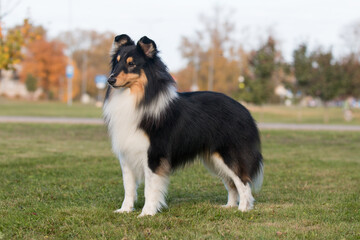 Smiling and fluffy black and white sable tricolor shetland sheepdog, sheltie standing in show stand with background of green grass. Black little collie, fur lassie dog outdoors on summer time - obrazy, fototapety, plakaty