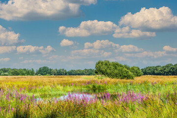 Fototapeta na wymiar Wide swamp landscape in the stream valley of Rolder Diep, part of Drentse Aa with wild vegetation at marshland due to increased water level due to management measures and abundant summer rainfall