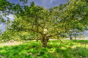 Old full grown gnarled pedunculate oak, Quercus robur, with thick main trunk with deeply incised grooves and low erratic frame branches as a result of years of grazing in seedling stage