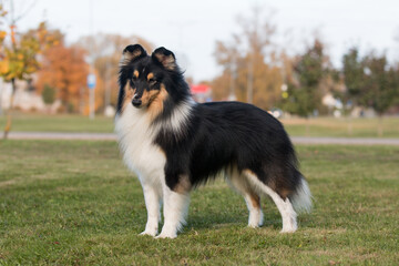 Obraz na płótnie Canvas Smiling and fluffy black and white sable tricolor shetland sheepdog, sheltie standing in show stand with background of green grass. Black little collie, fur lassie dog outdoors on summer time