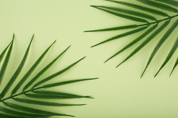 Flat lay with palm leaf in diagonal on bright pastel green background. Concept of abstract modern...
