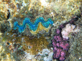 Grabende oder schuppige Riesenmuschel und Himbeerkoralle oder Buschkoralle / Maxima clam and Cauliflower coral / Tridacna maxima et Pocillopora damicornis