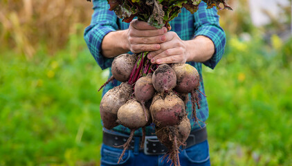 A man farmer holds a harvest of beets in his hands. Selective focus.