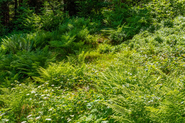 Obraz premium Fern plants in Bavaria