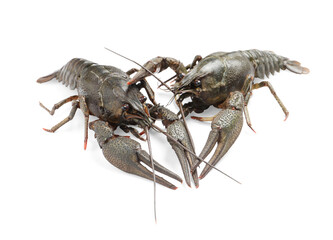Two fresh raw crayfishes on white background