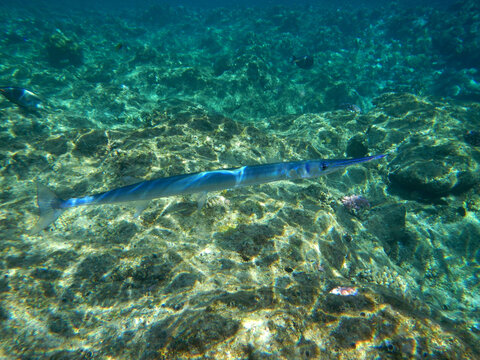 Hornhecht / Red Sea houndfish / Tylosurus choram