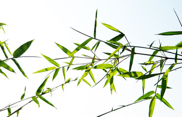 bamboo leaves and bamboo