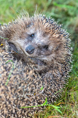 Hedgehog curled up in a ball on green grass