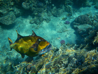 Fototapeta na wymiar Riesen-Drückerfisch oderTitan-Drückerfisch / Titan triggerfish or Giant triggerfish / Balistoides viridescens.