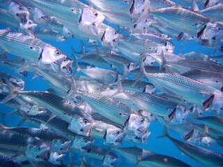 Indische Makrele oder Großmaul-Makrele ./ Indian mackerel / Rastrelliger kanagurta