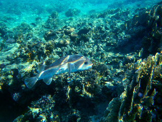 Fototapeta na wymiar Gepunkteter Igelfisch / Spotted Porcupinefish / Diodon hystrix